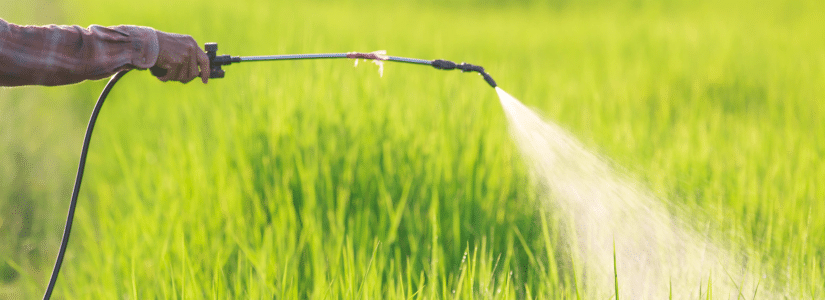 A person sprays liquid from a handheld nozzle over a green field, likely applying pesticide or fertilizer to crops.