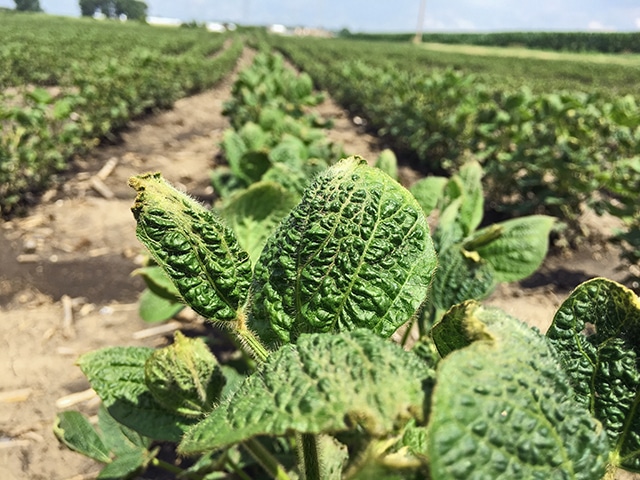 Close-up of crop plants with curled, damaged leaves in a field, with rows of similar plants and farmland visible in the background.