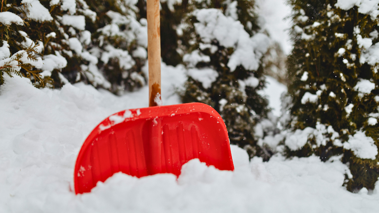 A red snow shovel is stuck upright in a pile of snow, surrounded by snow-covered evergreen bushes.